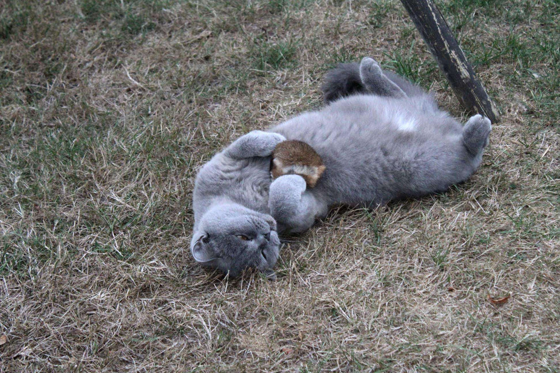Wo unterscheiden sich Katzen mit Freigang und ohne Freigang? LionsLike Wo unterscheiden sich Katzen mit Freigang und ohne Freigang? LionsLike