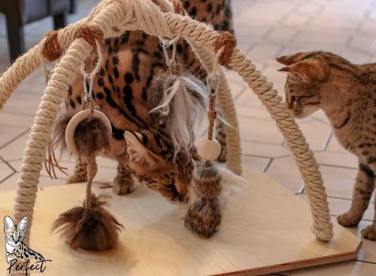 Der Spielbogen für Katzen