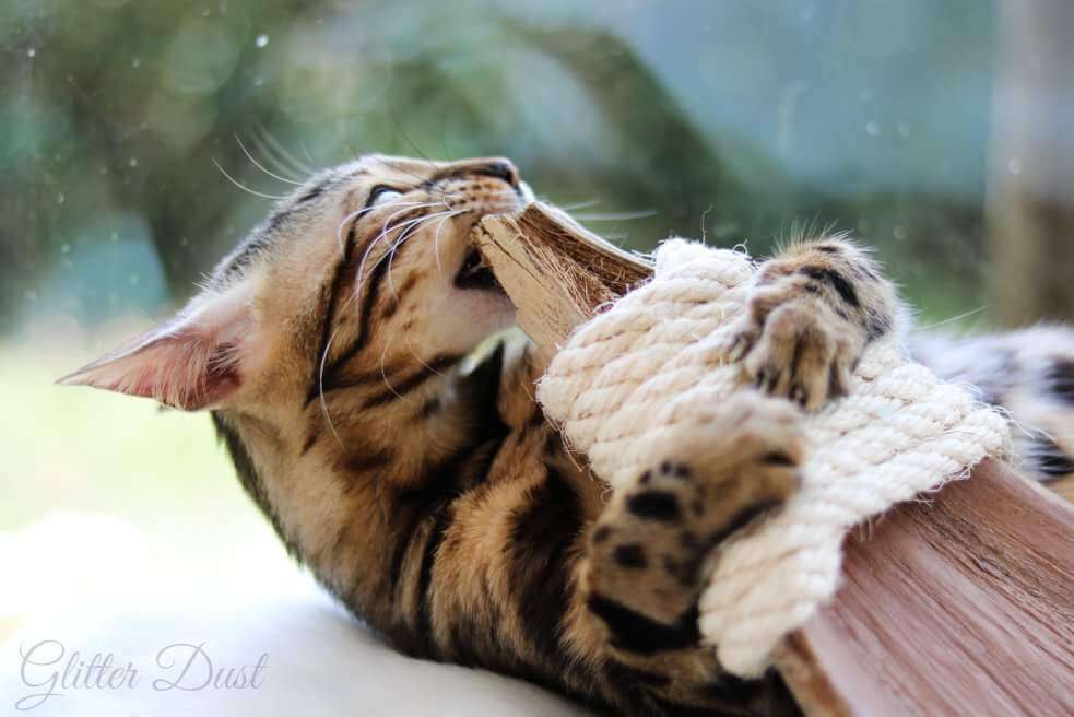 Warum ist das LionsLike Kokosschiffchen gut für Katzen?