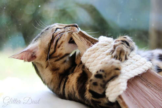 Warum ist das LionsLike Kokosschiffchen gut für Katzen?