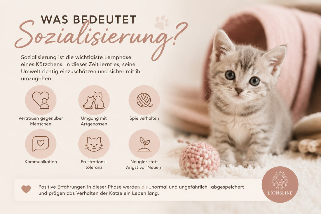 Die Sozialisierungsphase bei Kitten