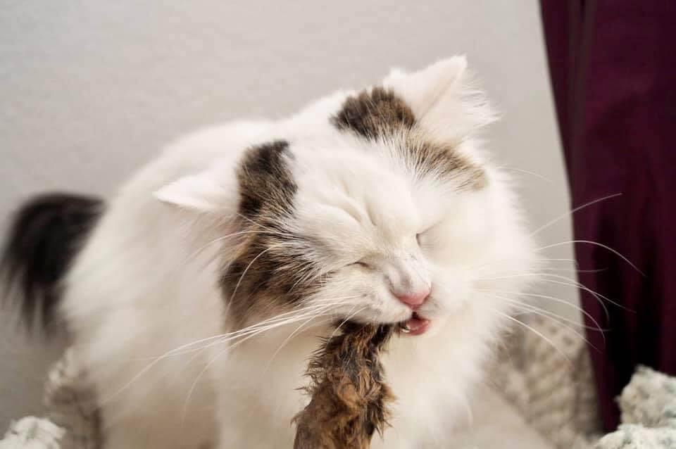 Gesunde Katzenzähne: Die besten Tipps zur natürlichen Zahnpflege und Zahnreinigung