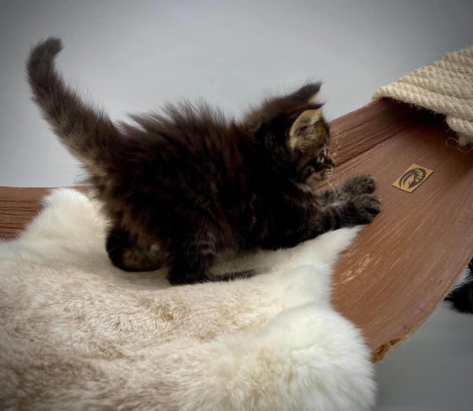 Warum ist Echtfell besser als Kunstefell?