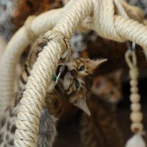 Nachhaltige Katzenmöbel und Zubehör