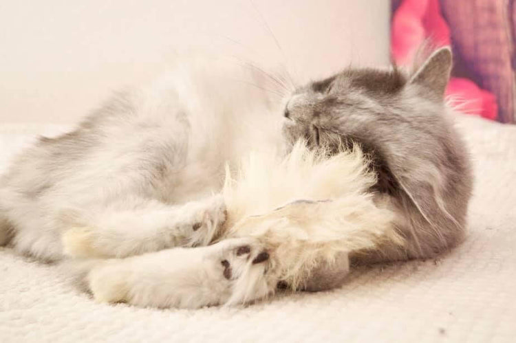 Katzenspielzueg mit Duftstoffen