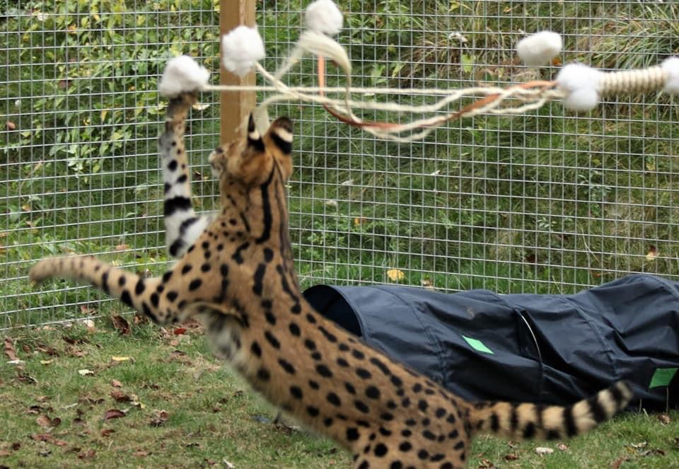 LionsLike XL Sisal-Angel