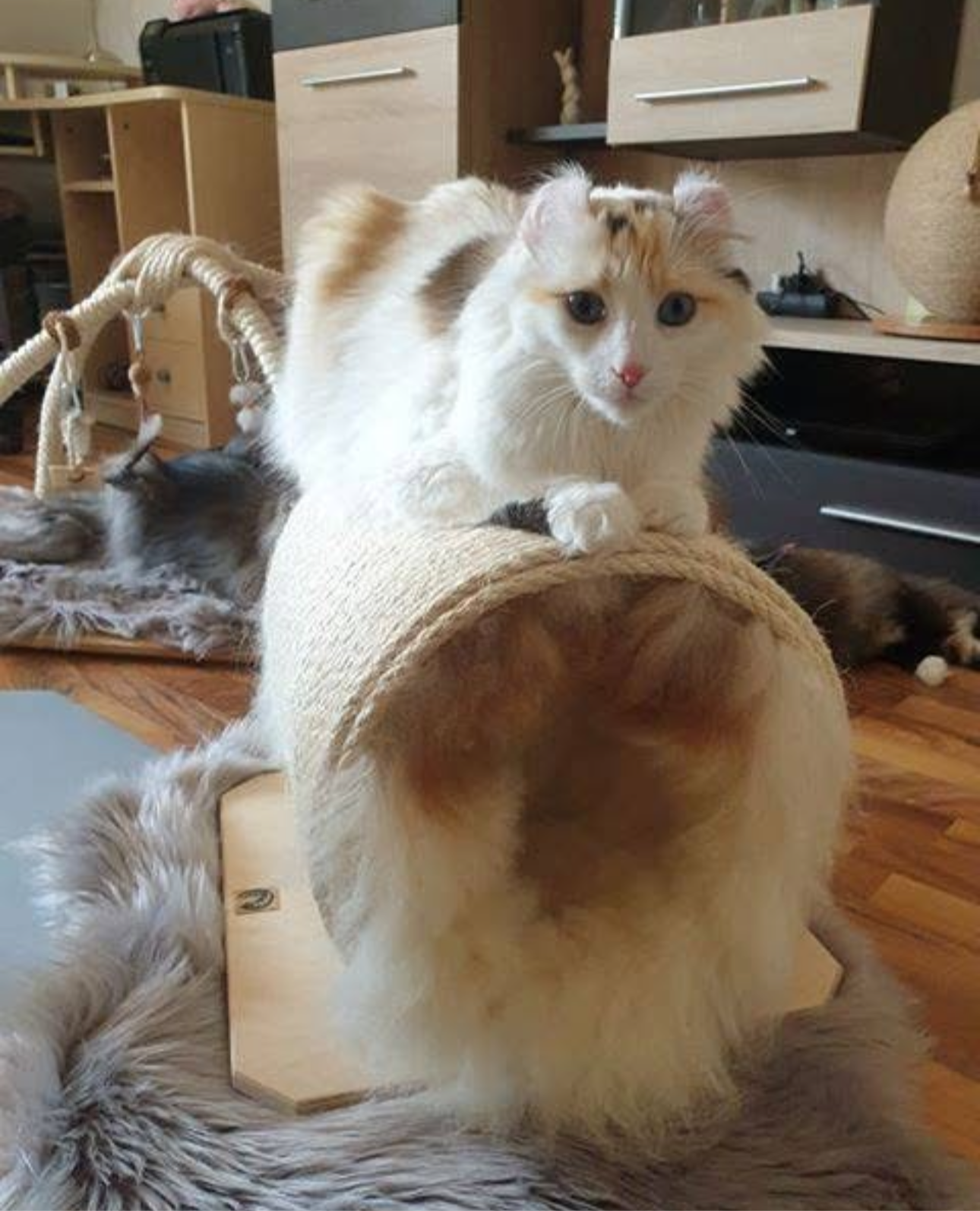 LionsLike Kratztunnel