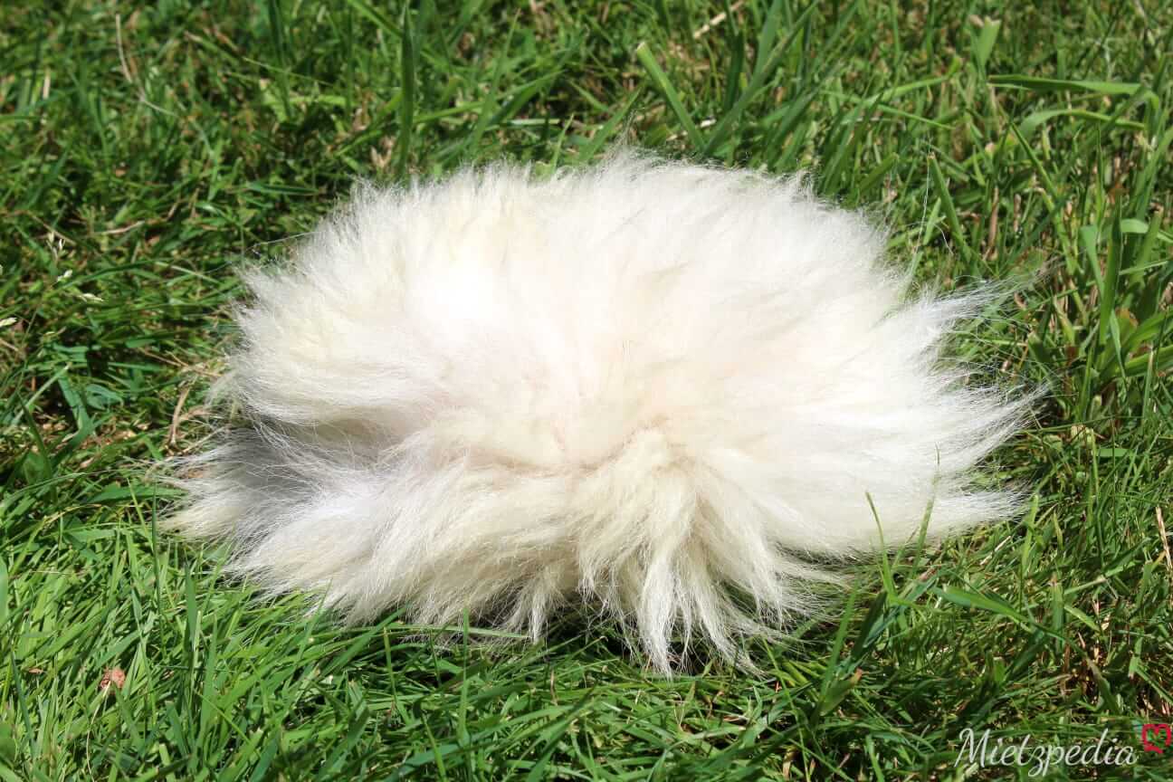 LionsLike Zwitscherkissen