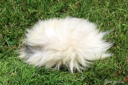 LionsLike Zwitscherkissen