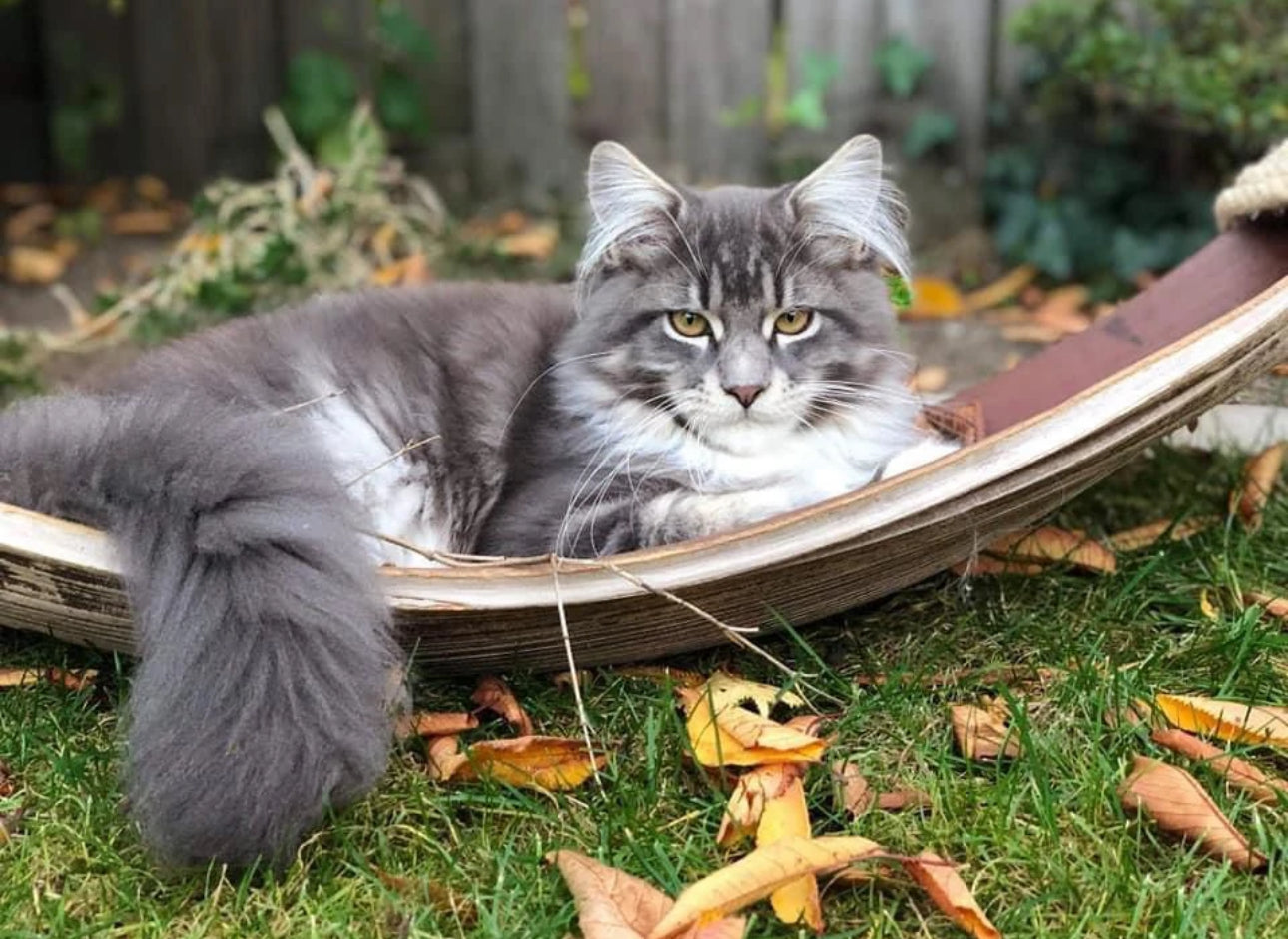 LionsLike Kokosschiffchen