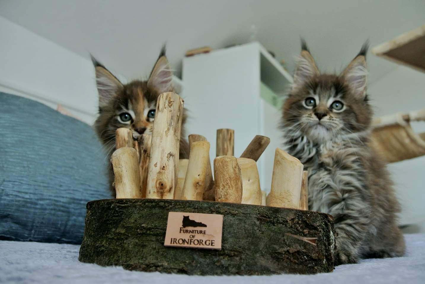 LionsLike Pfötelscheibe