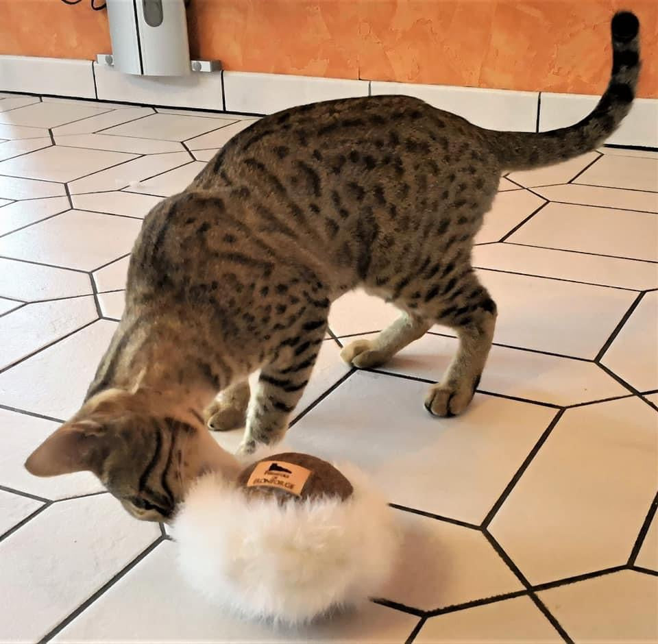 LionsLike Kokosklacker