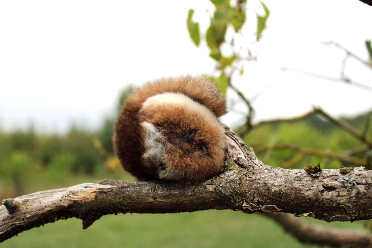 LionsLike Edelrex Bällchen
