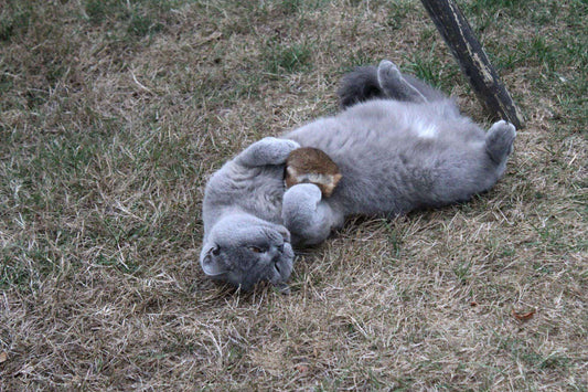 LionsLike Edelrex Bällchen