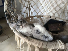 LionsLike Kuschelkissen