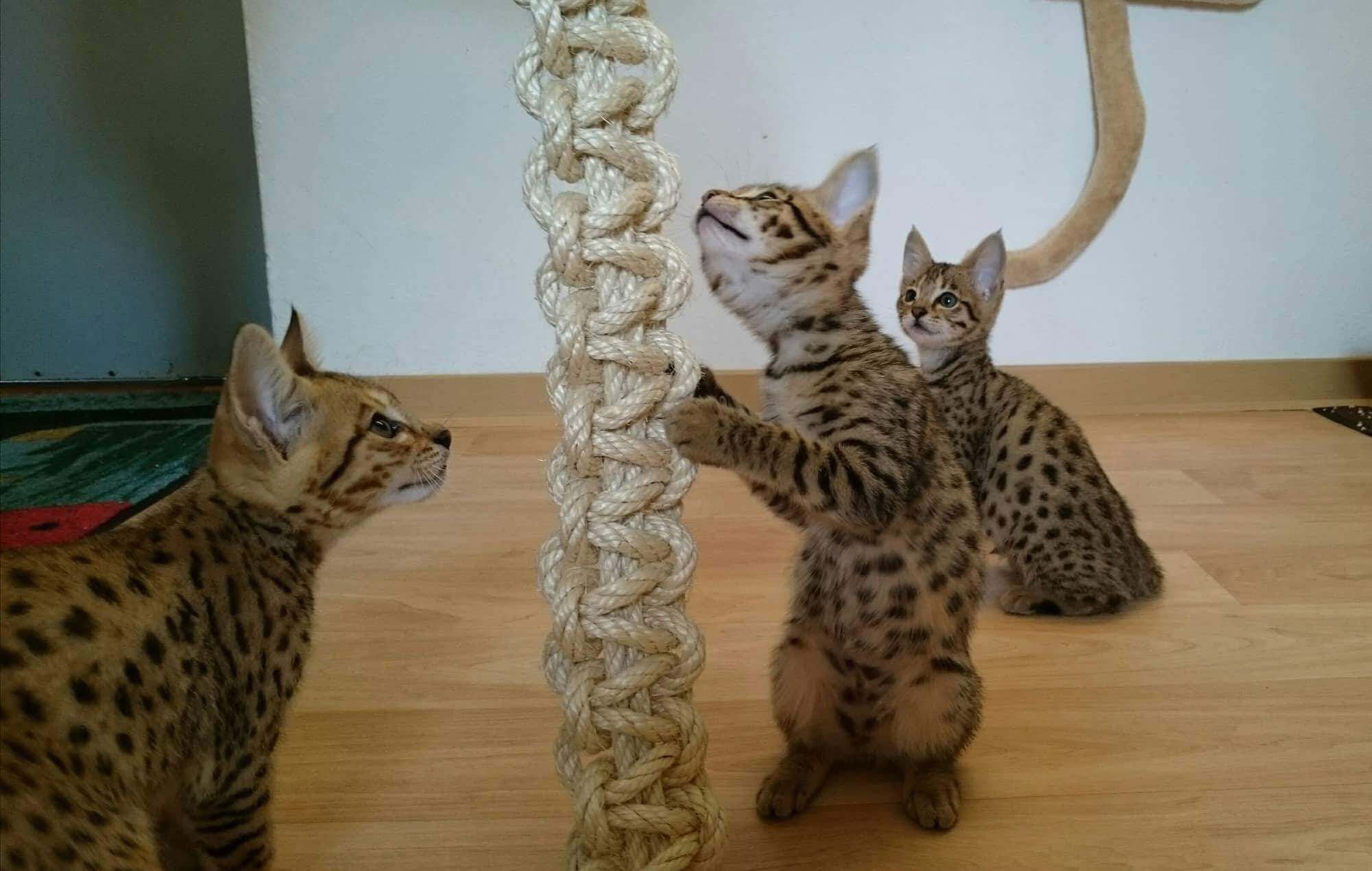 LionsLike Konten-Raupe