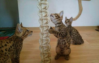 LionsLike Konten-Raupe