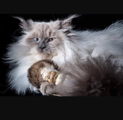 LionsLike Knabberring