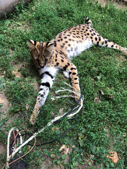 LionsLike XL Sisal-Angel