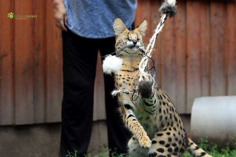 LionsLike XL Sisal-Angel