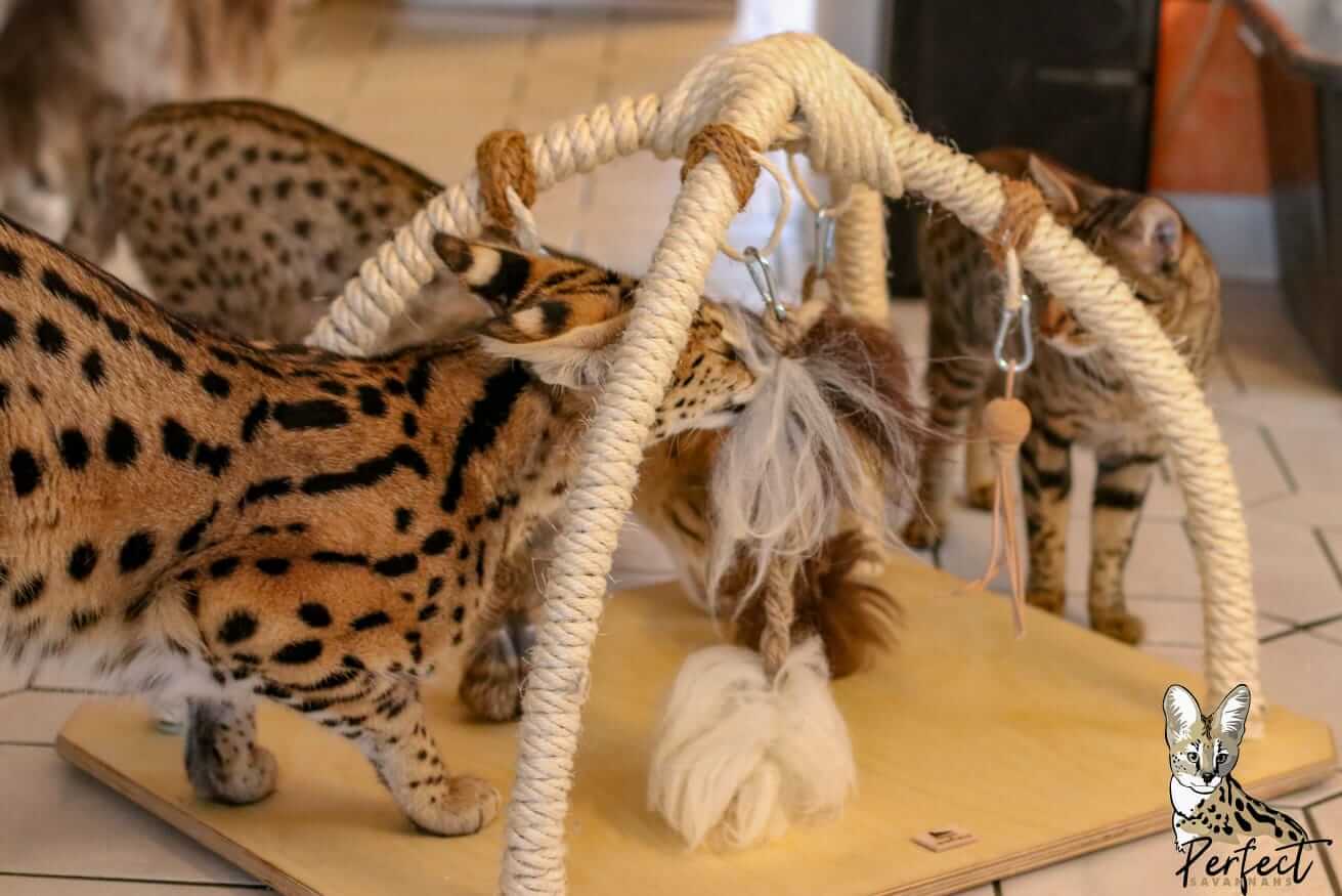 LionsLike Spielbogen