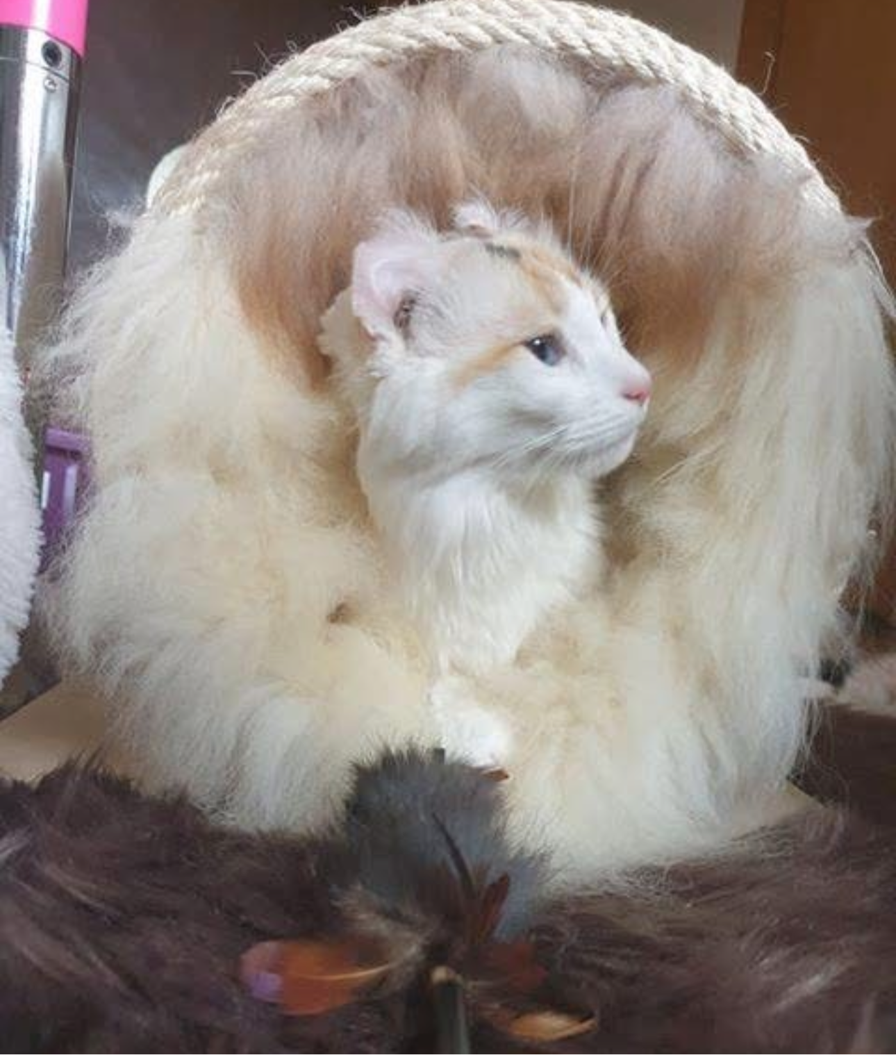 LionsLike Kratztunnel