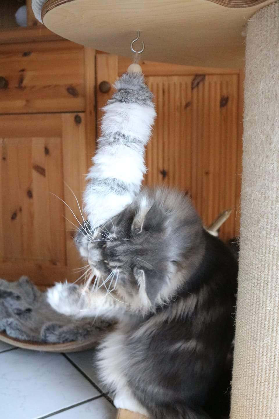 LionsLike Foxy Möbelanhänger