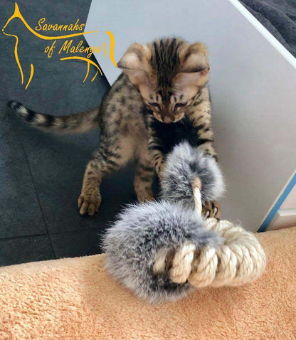 LionsLike Knabberring