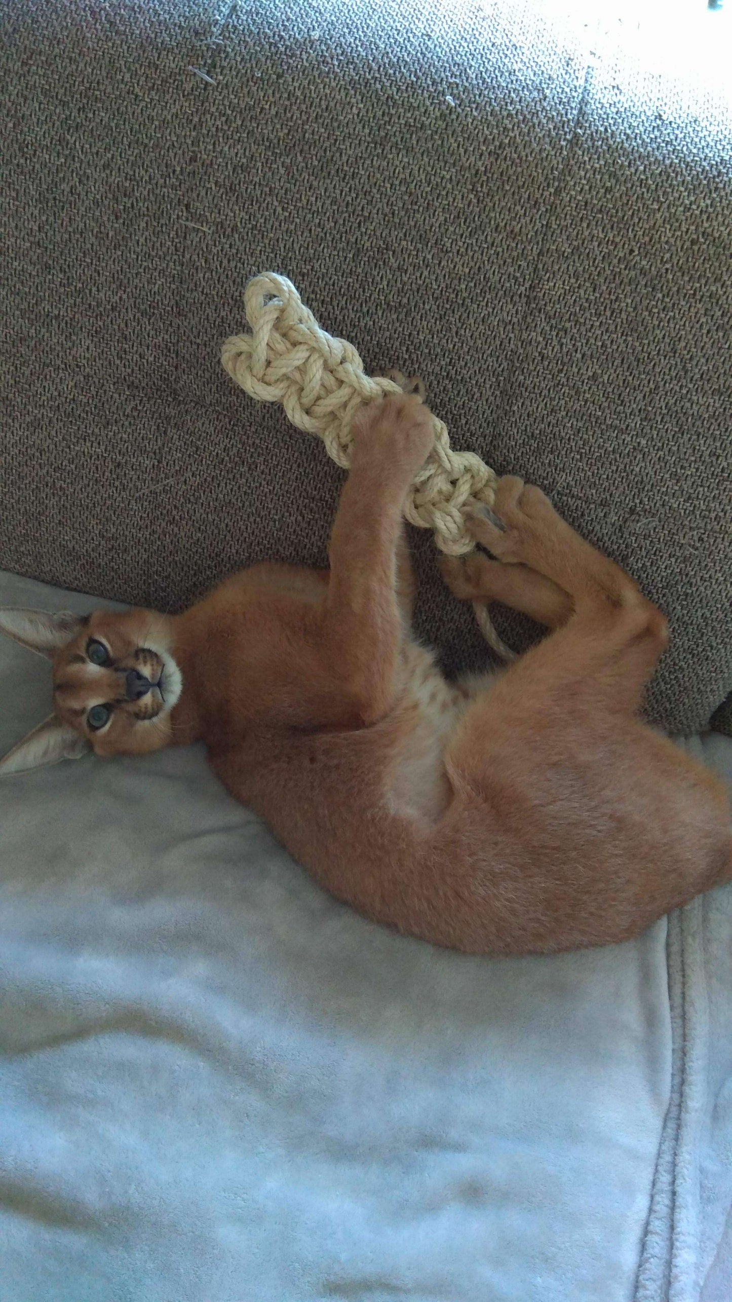 LionsLike Konten-Raupe