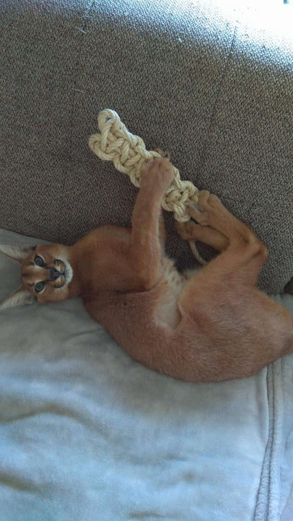 LionsLike Konten-Raupe