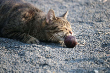 LionsLike Lederbällchen
