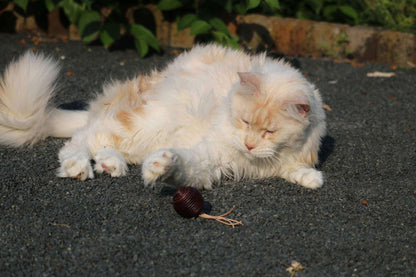 LionsLike Lederbällchen