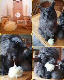 LionsLike Pustemäääh