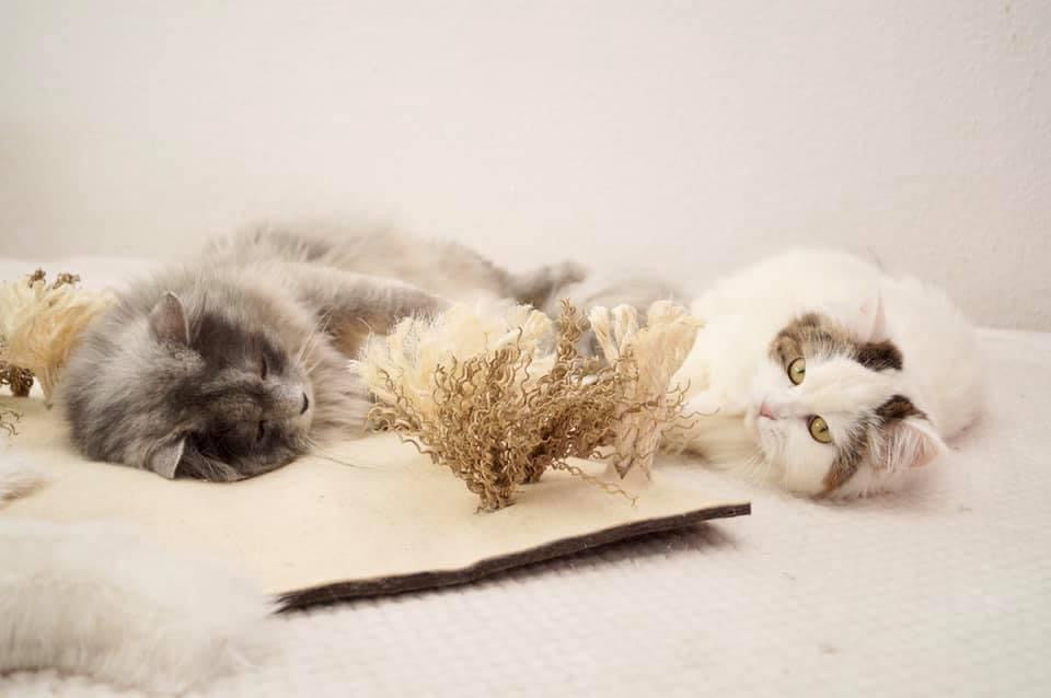 LionsLike Sinnesmatte