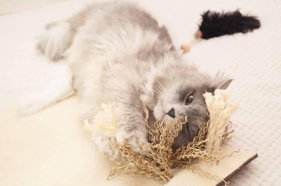 LionsLike Sinnesmatte