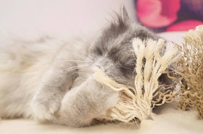 LionsLike Sinnesmatte