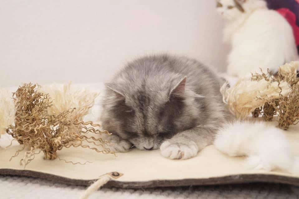 LionsLike Sinnesmatte