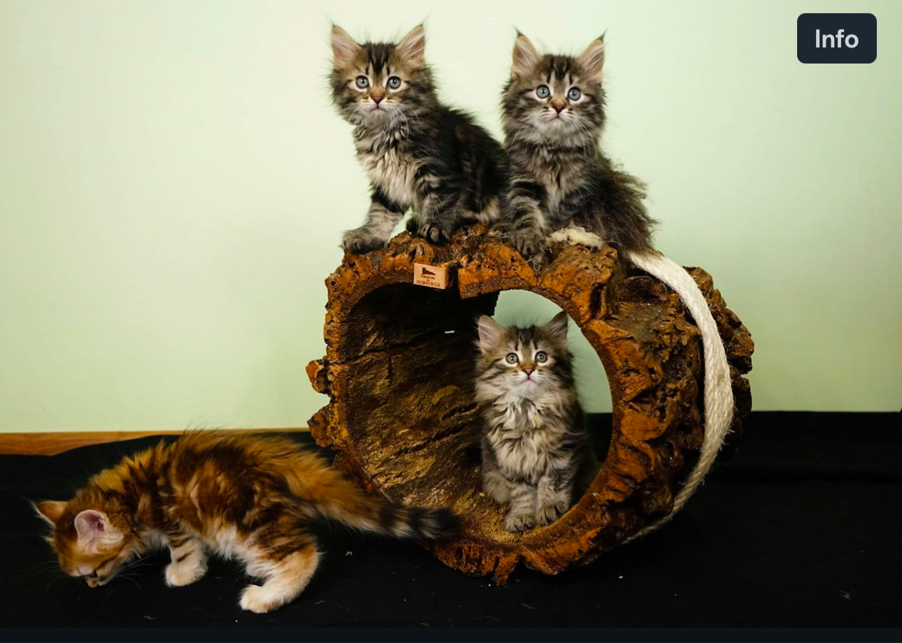 LionsLike Korktunnel