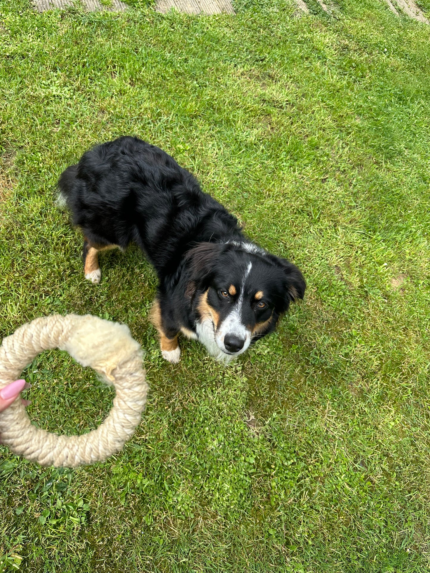 LionsLike Knabberring