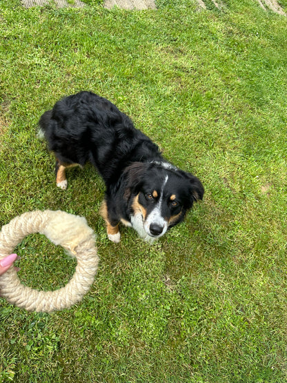 LionsLike Knabberring