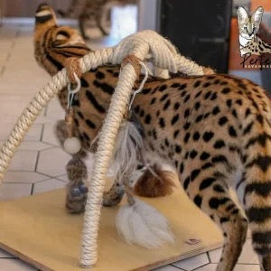 LionsLike Spielbogen