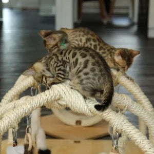 LionsLike Spielbogen