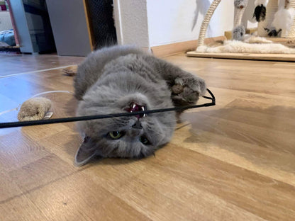 LionsLike Action-Angel