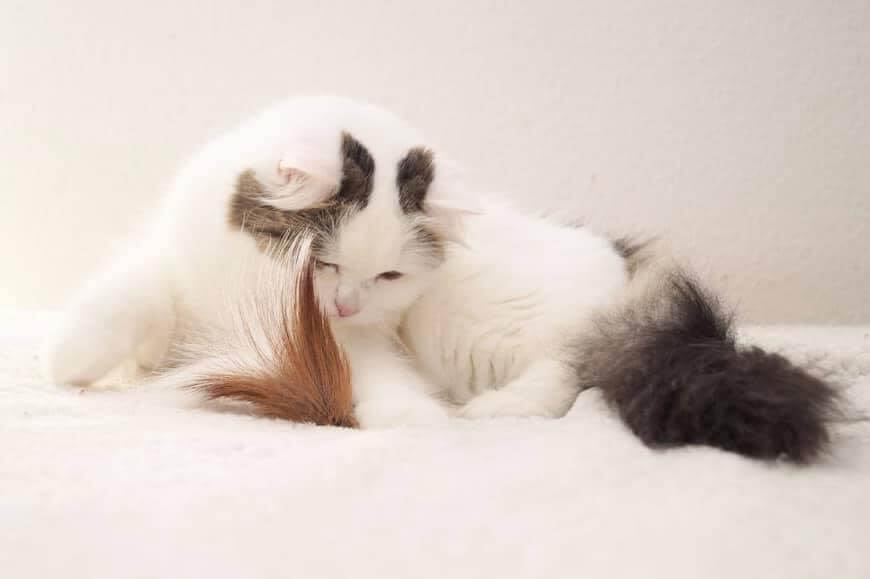 LionsLike Springbockring