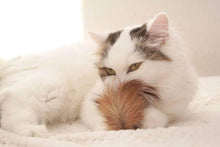 LionsLike Springbockbällchen