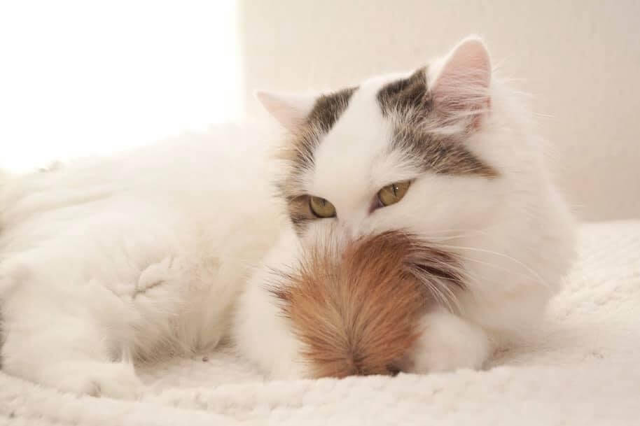 LionsLike Springbockbällchen