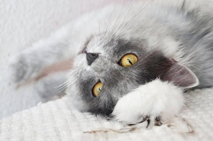 LionsLike Fellbällchen