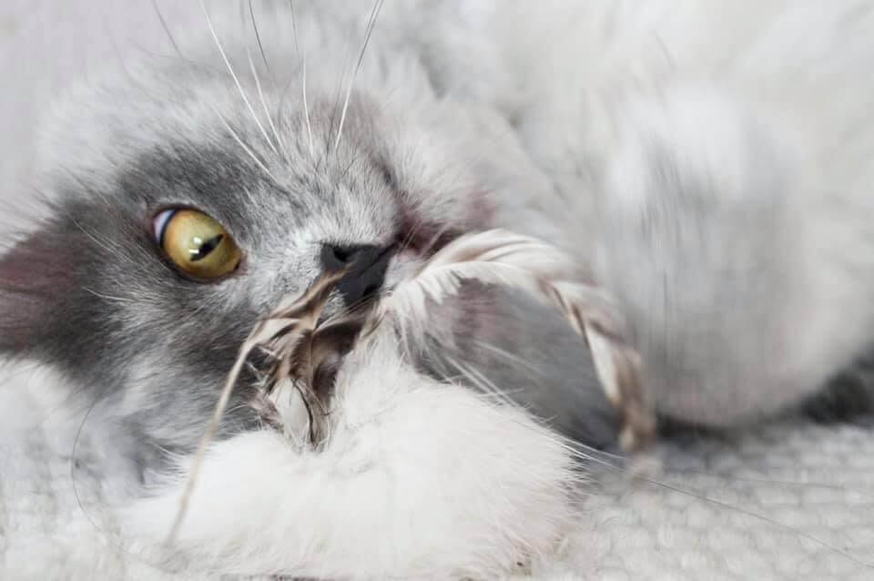 LionsLike Fellbällchen