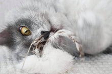 LionsLike Fellbällchen