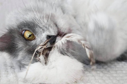 LionsLike Fellbällchen